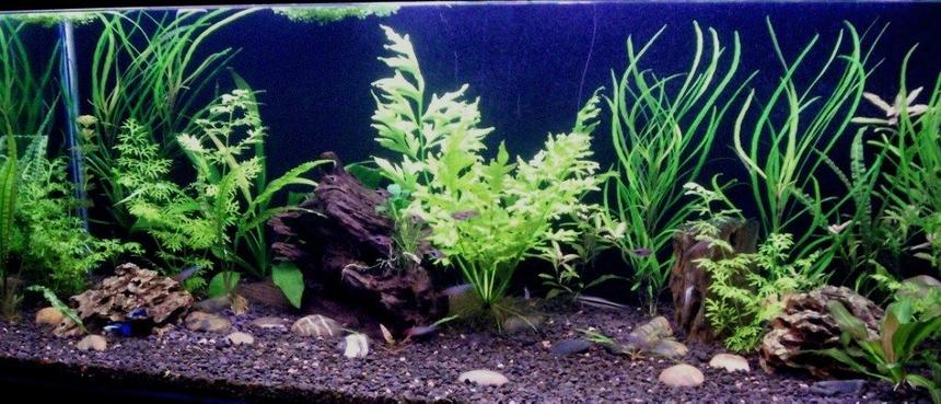 Rated #70: 65 Gallons Planted Tank - 48x18x18 Planted tank
Just planted, not grown out yet. Rated #70: 65 Gallons Planted Tank - 48x18x18 Planted tank
Just planted, not grown out yet.