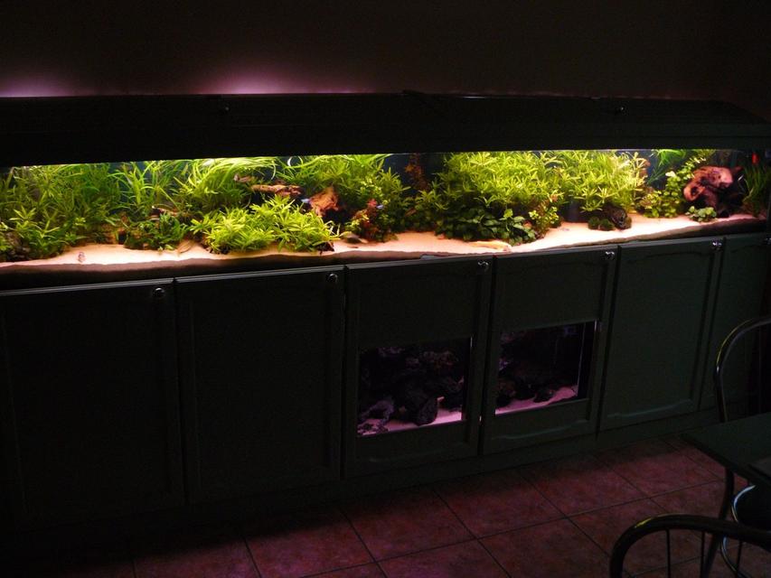Rated #2: 90 Gallons Planted Tank - Front veiw of 10 foot tank. Rated #2: 90 Gallons Planted Tank - Front veiw of 10 foot tank.