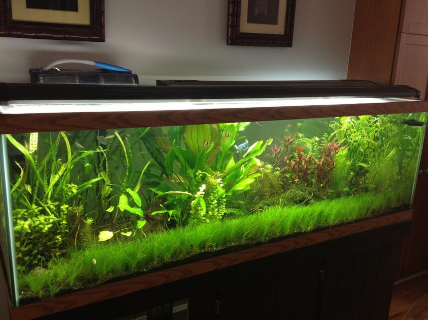 Rated #9: 125 Gallons Planted Tank - 125g Planted Rated #9: 125 Gallons Planted Tank - 125g Planted