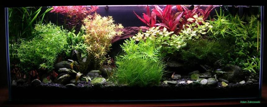 Rated #10: 36 Gallons Planted Tank - Colourfull water garden Rated #10: 36 Gallons Planted Tank - Colourfull water garden