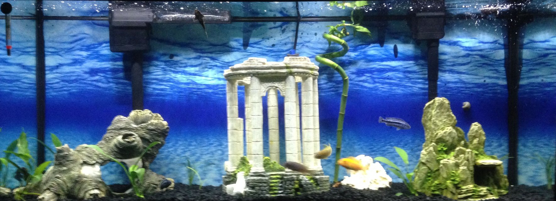 Rated #71: 55 Gallons Planted Tank - This is my 55 gallon Cichlid tank with 5 African Cichlids, 2 Leopard Plecos and 2 Fiddler Crabs. I have mainly Anubias plants in the tank.