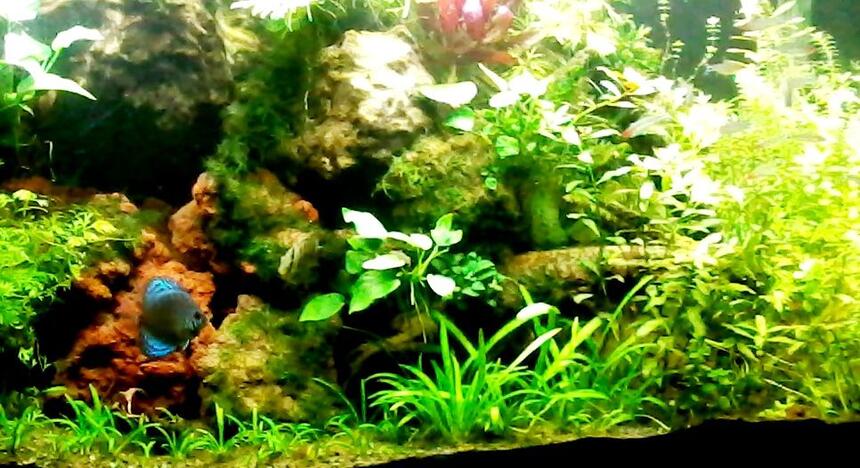 Rated #17: 90 Gallons Planted Tank - Slice of the 90 gallon Dutch method. Rated #17: 90 Gallons Planted Tank - Slice of the 90 gallon Dutch method.