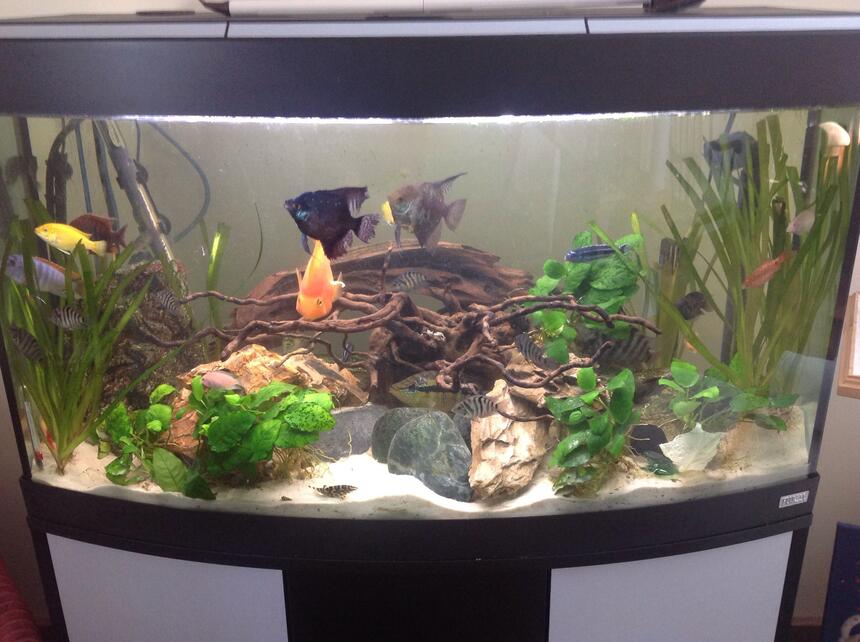 Rated #39: 44 Gallons Planted Tank - 44 gallons Rated #39: 44 Gallons Planted Tank - 44 gallons