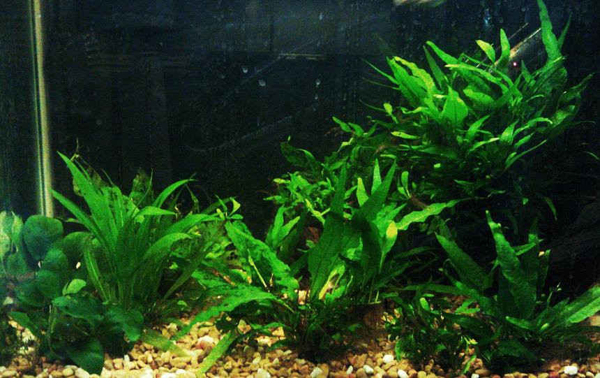 Rated #55: 20 Gallons Planted Tank - Java tank Rated #55: 20 Gallons Planted Tank - Java tank