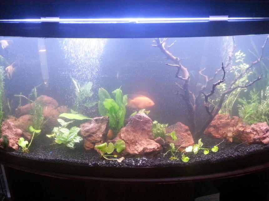 Rated #57: 75 Gallons Planted Tank - 75 gallon bow Rated #57: 75 Gallons Planted Tank - 75 gallon bow