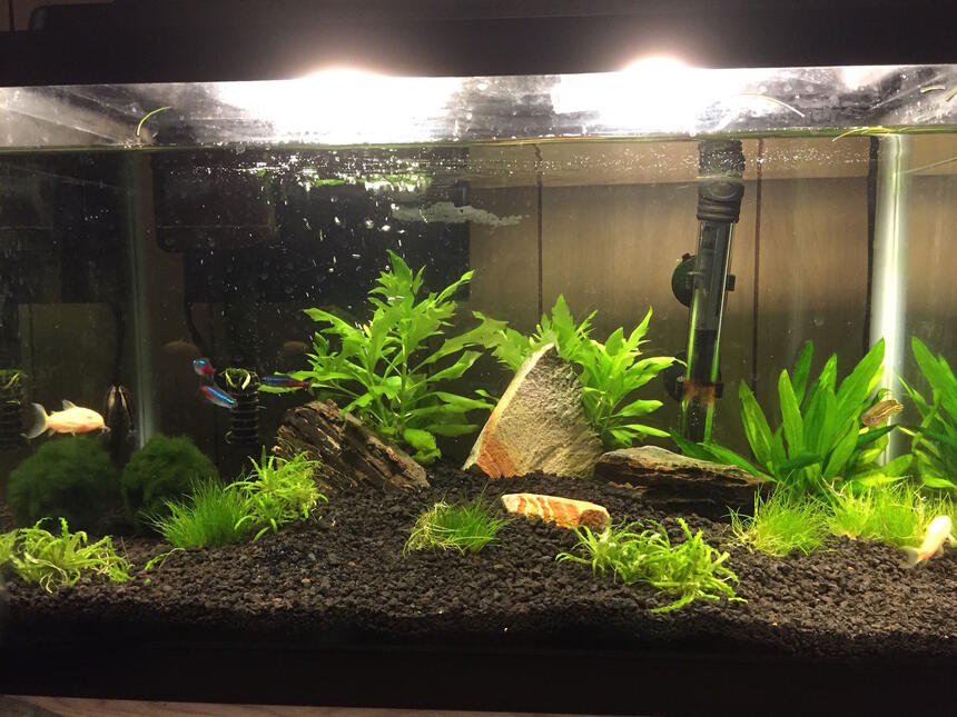 Rated #49: 10 Gallons Planted Tank - replanted Rated #49: 10 Gallons Planted Tank - replanted