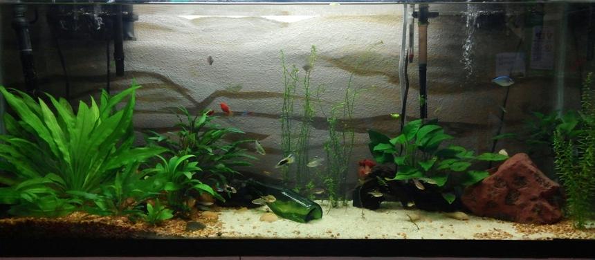Rated #54: 55 Gallons Planted Tank - personal aquarium Rated #54: 55 Gallons Planted Tank - personal aquarium