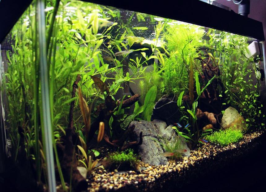 Rated #11: 15 Gallons Planted Tank - side viwe Rated #11: 15 Gallons Planted Tank - side viwe