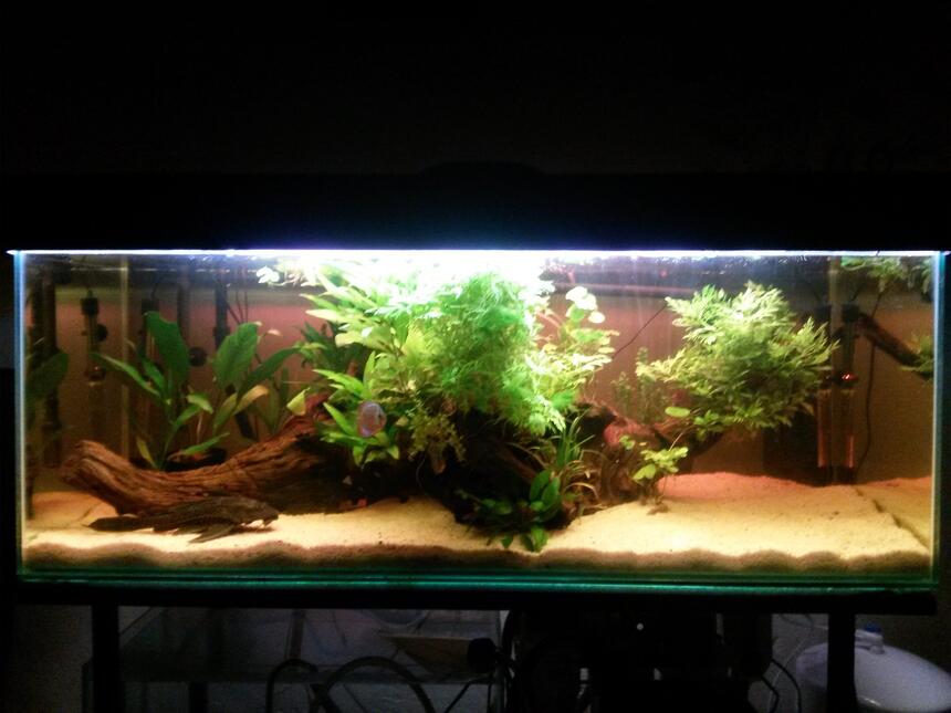 Rated #34: 55 Gallons Planted Tank - The 2 plecs will be moved out as soon as possible, I am planing on adding 30 cardinals as wel as 4 more discus. Rated #34: 55 Gallons Planted Tank - The 2 plecs will be moved out as soon as possible, I am planing on adding 30 cardinals as wel as 4 more discus.