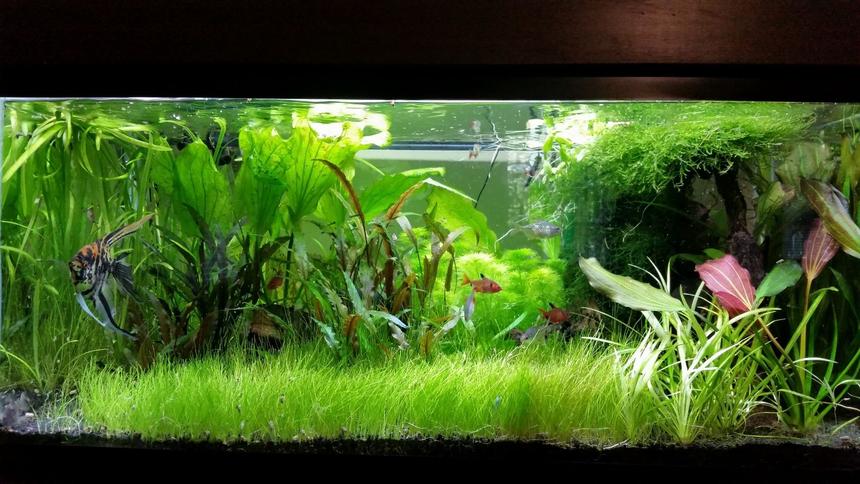 Rated #35: 45 Gallons Planted Tank - My Planted Tank Rated #35: 45 Gallons Planted Tank - My Planted Tank