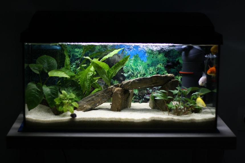 Rated #30: 15 Gallons Planted Tank - My tank Rated #30: 15 Gallons Planted Tank - My tank