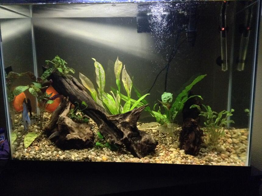 Rated #52: 40 Gallons Planted Tank - Taken today. Scared the fish a little, so they went to hiding. And will also be replacing plants that my plecos sucked the life out of Rated #52: 40 Gallons Planted Tank - Taken today. Scared the fish a little, so they went to hiding. And will also be replacing plants that my plecos sucked the life out of