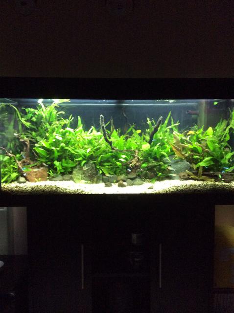 Rated #9: 45 Gallons Planted Tank - My tank Rated #9: 45 Gallons Planted Tank - My tank