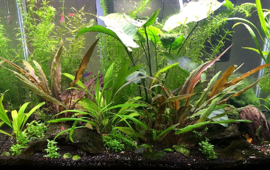 Rated #15: 20 Gallons Planted Tank - Here\ Rated #15: 20 Gallons Planted Tank - Here's my 20 gal. If I was braver, I'd go bigger!