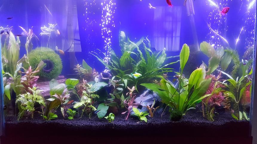 Rated #38: 45 Gallons Planted Tank - Just a quick pic Rated #38: 45 Gallons Planted Tank - Just a quick pic