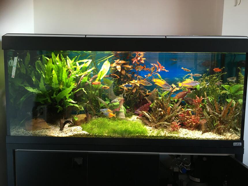 Rated #6: 55 Gallons Planted Tank - Planted tank Rated #6: 55 Gallons Planted Tank - Planted tank