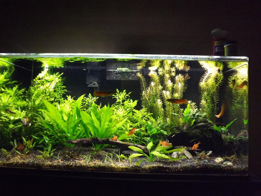 Rated #7: 37 Gallons Planted Tank - 37 gallon acrylic tank, planted without co2, just trying to get the right balance of plants and fish. 25% water changes weekly, dosing with potassium, phosphorus and Flourish Excell weekly. Recently upgraded to a 36 in. LED plant light that\ Rated #7: 37 Gallons Planted Tank - 37 gallon acrylic tank, planted without co2, just trying to get the right balance of plants and fish. 25% water changes weekly, dosing with potassium, phosphorus and Flourish Excell weekly. Recently upgraded to a 36 in. LED plant light that's dimmable. I've found full power is too much light. Substrate is a fluorite type product and coarse sand.