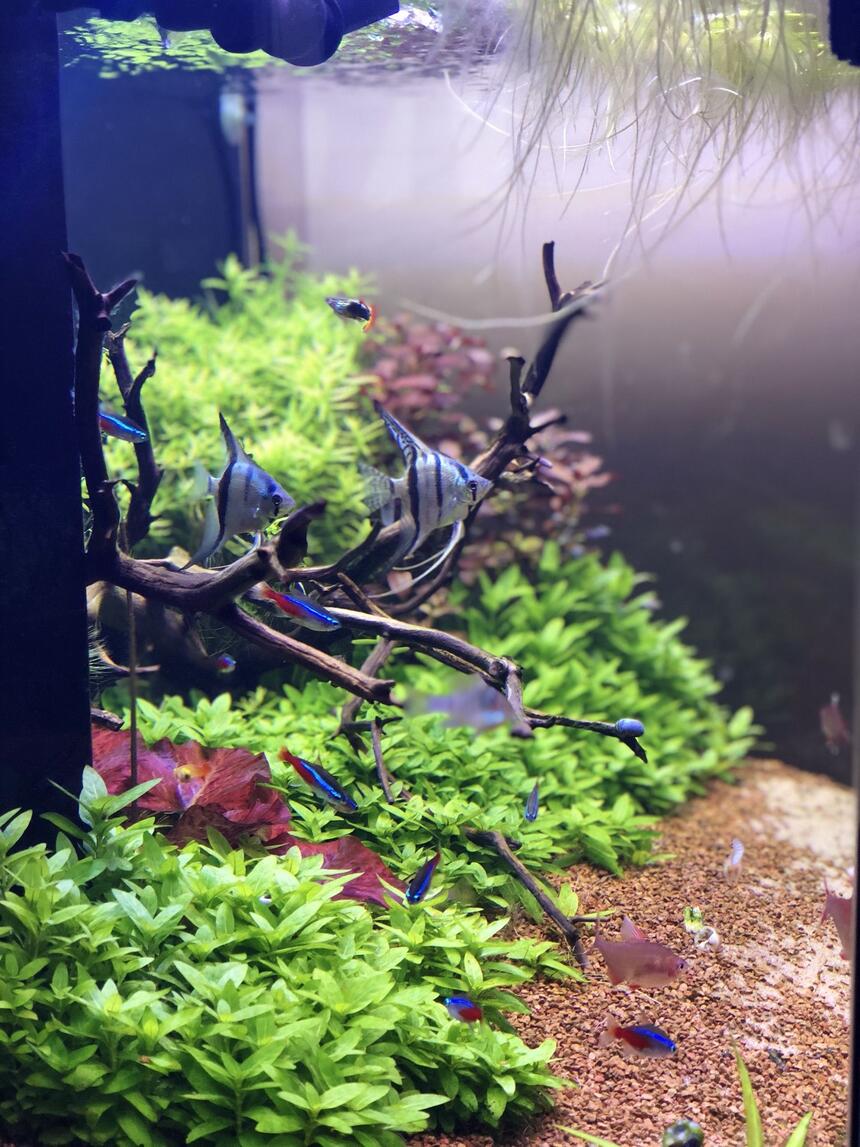 Rated #4: 42 Gallons Planted Tank - Blue Angels! Rated #4: 42 Gallons Planted Tank - Blue Angels!