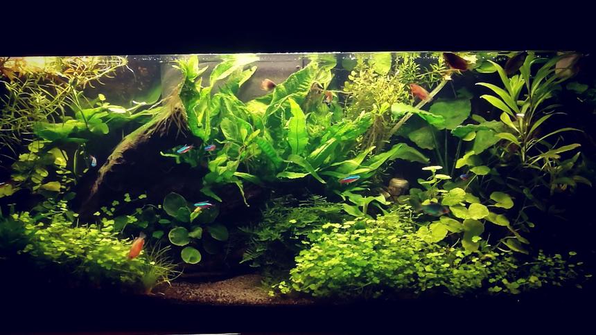 Rated #2: 135 Gallons Planted Tank - first planted tank Rated #2: 135 Gallons Planted Tank - first planted tank