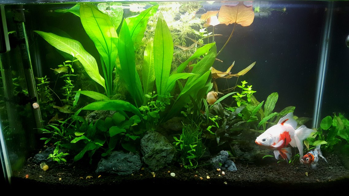 Rated #27: 29 Gallons Planted Tank - 4 Months Rated #27: 29 Gallons Planted Tank - 4 Months