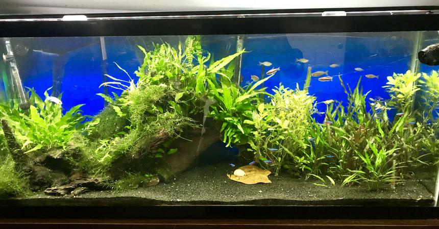 Rated #8: 55 Gallons Planted Tank - 55 Gallon Planted Rated #8: 55 Gallons Planted Tank - 55 Gallon Planted