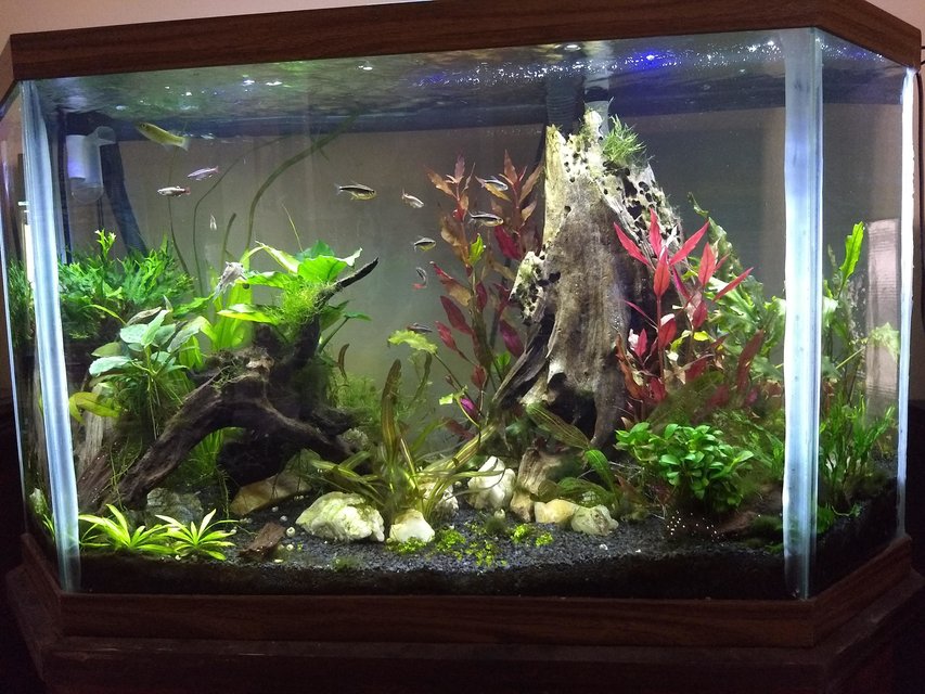 Rated #9: 45 Gallons Planted Tank - 45 gal high tech. Needs work, looking for suggestions!! :) Rated #9: 45 Gallons Planted Tank - 45 gal high tech. Needs work, looking for suggestions!! :)