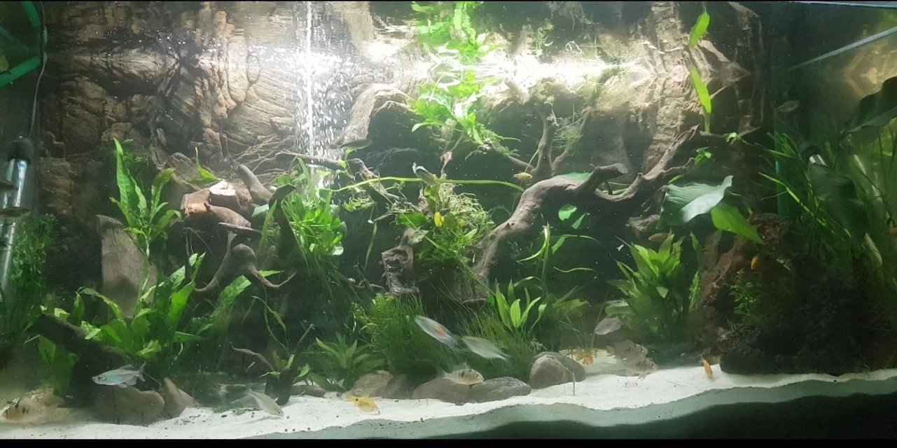 Rated #9: 100 Gallons Planted Tank - One month old Rated #9: 100 Gallons Planted Tank - One month old