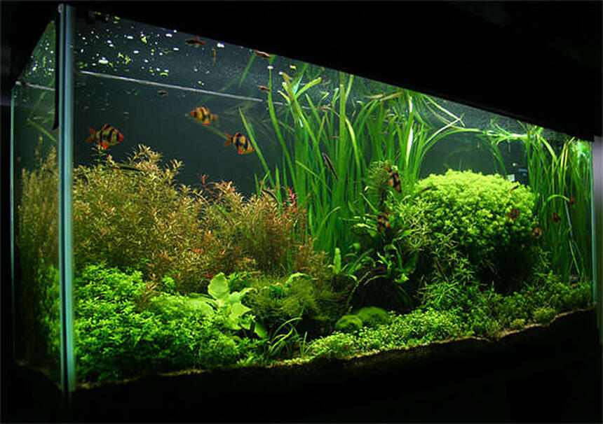 Rated #1: 55 Gallons Planted Tank - 55 gallon. Carbo Plus CO2. 220 watts 5500K power compact fluorescent lighting. Rated #1: 55 Gallons Planted Tank - 55 gallon. Carbo Plus CO2. 220 watts 5500K power compact fluorescent lighting.