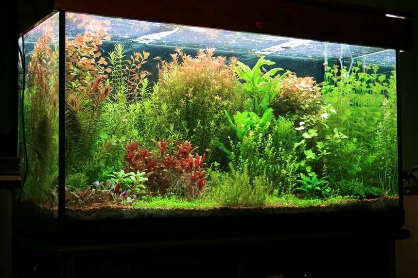 Rated #3: 75 Gallons Planted Tank - tank size 120 x 45 x 65 lighting 8 x 36 watt T8 Fluorescent filtration Eheim 2217 Plus CO2 pressure controlled by pH changes. Micro and macro elements(DIY) added 3 times weekly A routine of a 50% water change every week Rated #3: 75 Gallons Planted Tank - tank size 120 x 45 x 65 lighting 8 x 36 watt T8 Fluorescent filtration Eheim 2217 Plus CO2 pressure controlled by pH changes. Micro and macro elements(DIY) added 3 times weekly A routine of a 50% water change every week