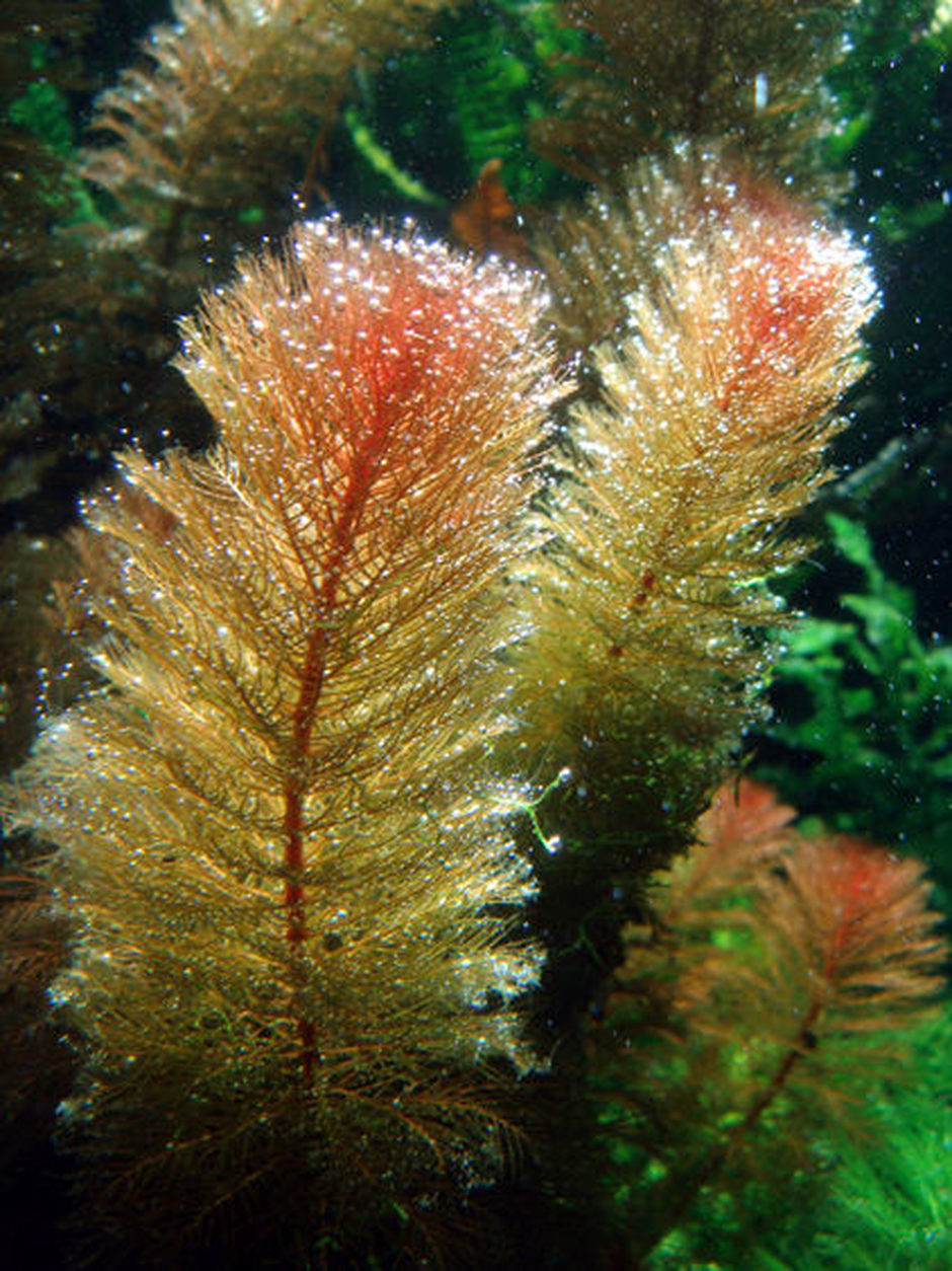 Giant Red Rotala (rotala macrandra) Photos | RateMyFishTank.com