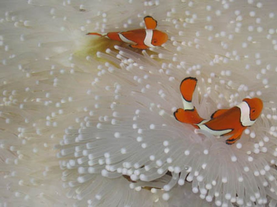 Commonly Available Reef-Safe Fish & Invertebrates Commonly Available Reef-Safe Fish & Invertebrates