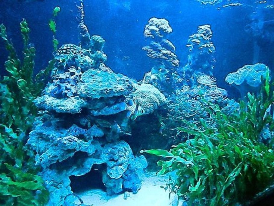 The Benefits of Algae in Saltwater Tanks The Benefits of Algae in Saltwater Tanks