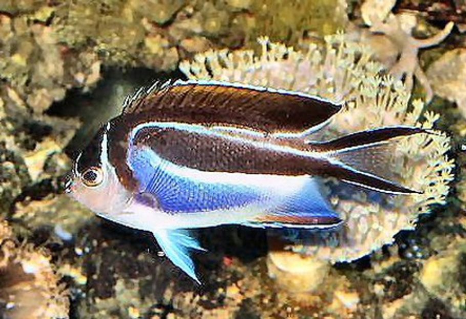 News: Unique Species to Hit the Market News: Unique Species to Hit the Market