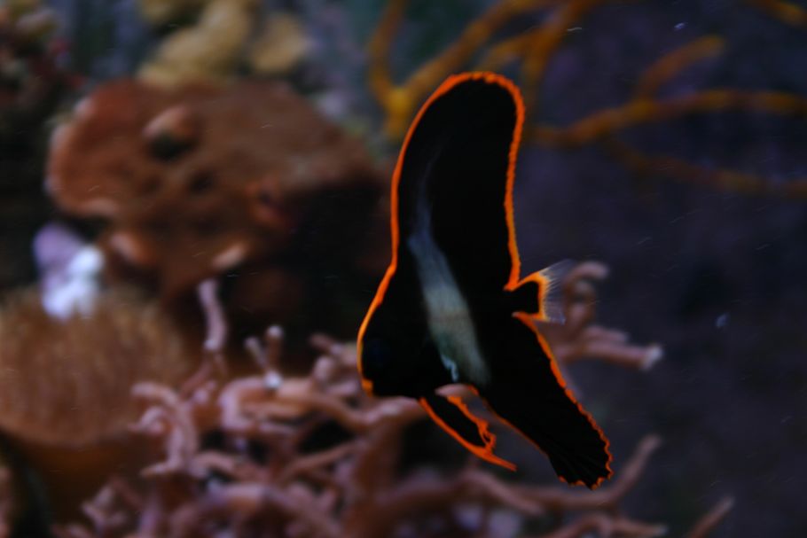New Discovery Key to Keeping Pinnatus Batfish New Discovery Key to Keeping Pinnatus Batfish
