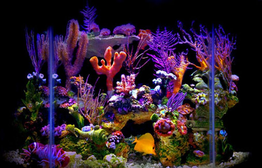 Reef Aquariums: Is Bigger Really Better? Reef Aquariums: Is Bigger Really Better?