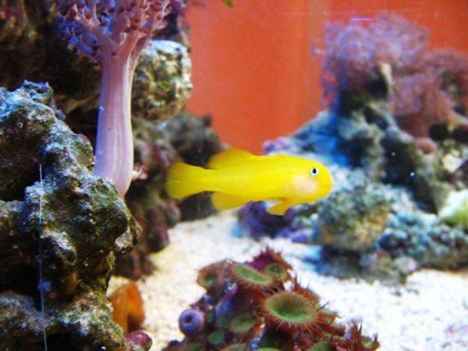Aquarium News: Five New Species of Dwarfgobies Discovered Aquarium News: Five New Species of Dwarfgobies Discovered