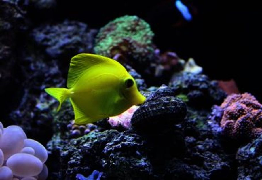 What You Need to Know About pH in Marine Aquariums What You Need to Know About pH in Marine Aquariums