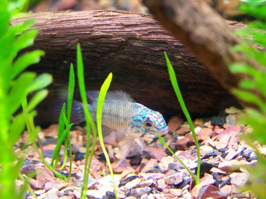 Creative "Hacks" to Keep Your Aquarium Clean Creative "Hacks" to Keep Your Aquarium Clean