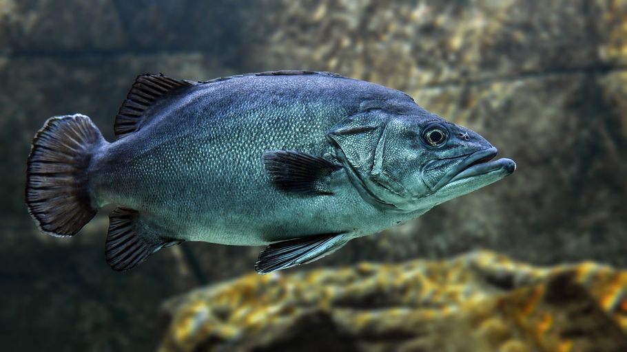 Aquarium Hobbyists Help Save 30 Species from Extinction Aquarium Hobbyists Help Save 30 Species from Extinction