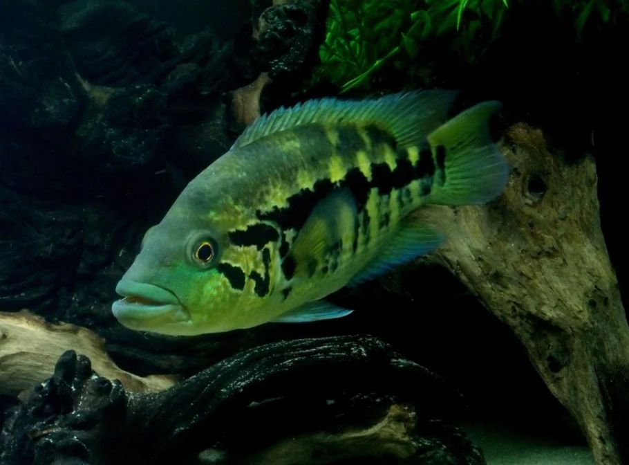 Spotlight on the Wolf Cichlid Spotlight on the Wolf Cichlid
