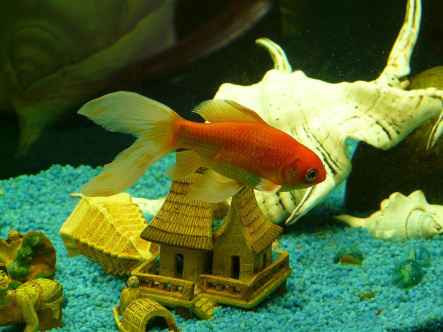 All Glass Aquariums All Glass Aquariums