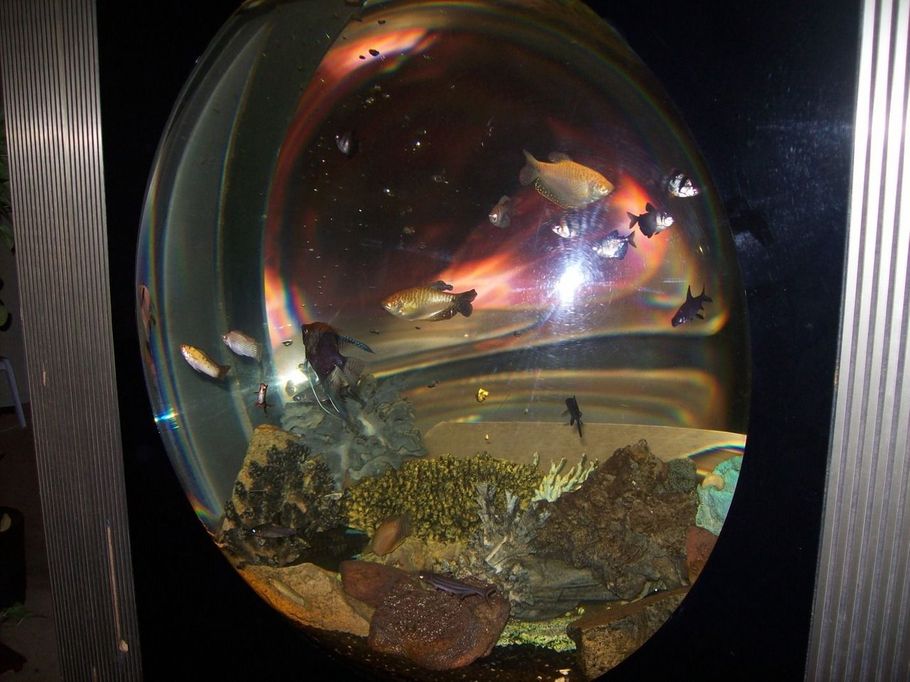 Acrylic Aquariums Acrylic Aquariums