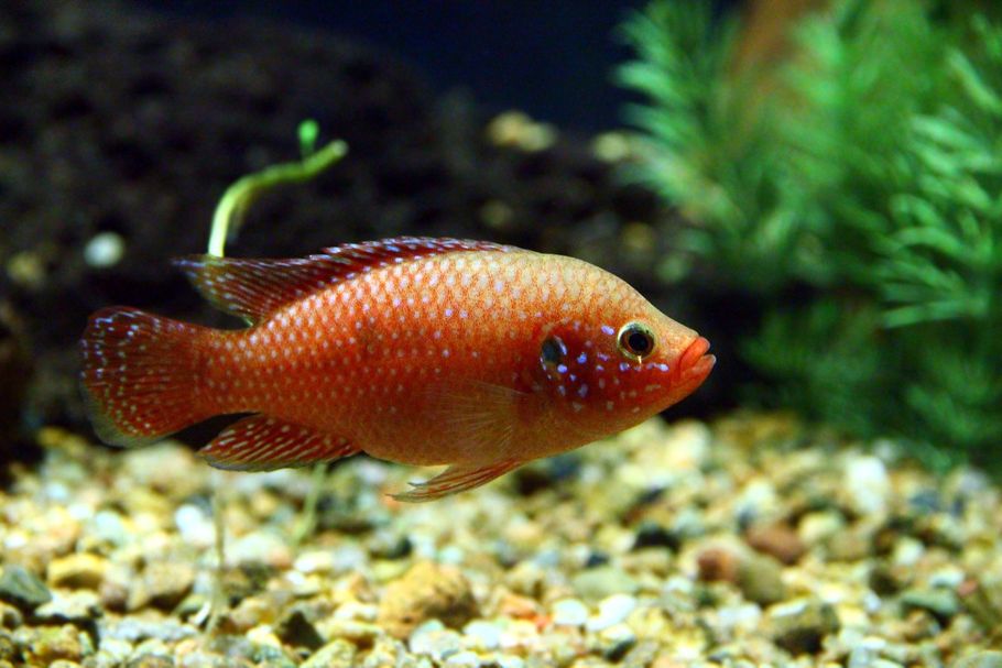 Water Testing in Your Freshwater Aquarium Water Testing in Your Freshwater Aquarium