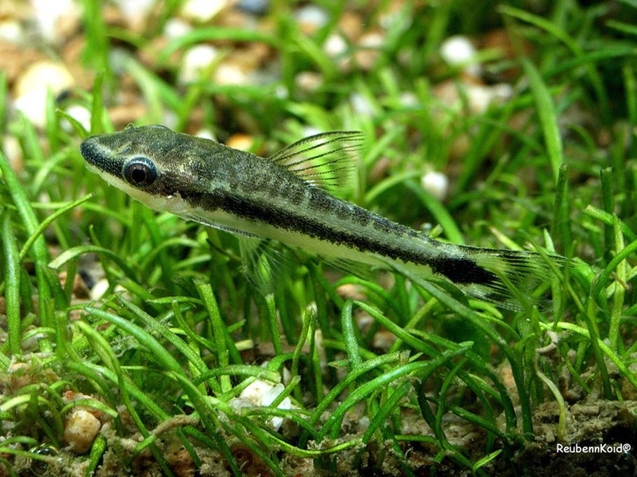 Controlling Algae Growth Controlling Algae Growth