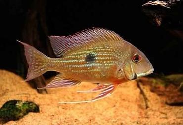 Breeding Freshwater Fish Breeding Freshwater Fish