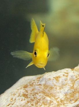 Breeding Mouth Brooding African Cichlids Breeding Mouth Brooding African Cichlids