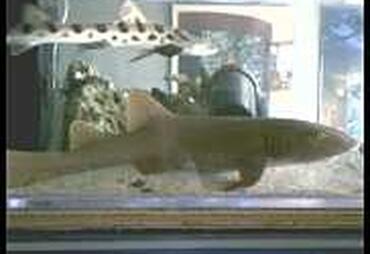 Saltwater Species That Should Not be Kept by Beginners (and Sometimes not Even by the Experienced) Saltwater Species That Should Not be Kept by Beginners (and Sometimes not Even by the Experienced)