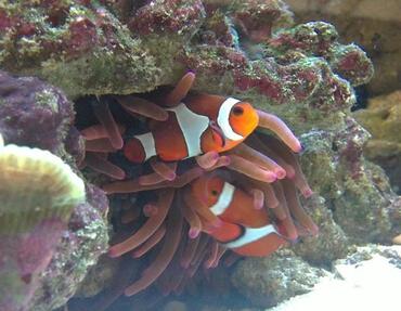 saltwater fish diseases ratemyfishtank