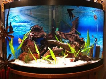 When and How to Upgrade to a Larger Tank When and How to Upgrade to a Larger Tank