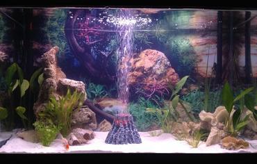 Understanding the Basics of Freshwater Aquarium Lighting Understanding the Basics of Freshwater Aquarium Lighting
